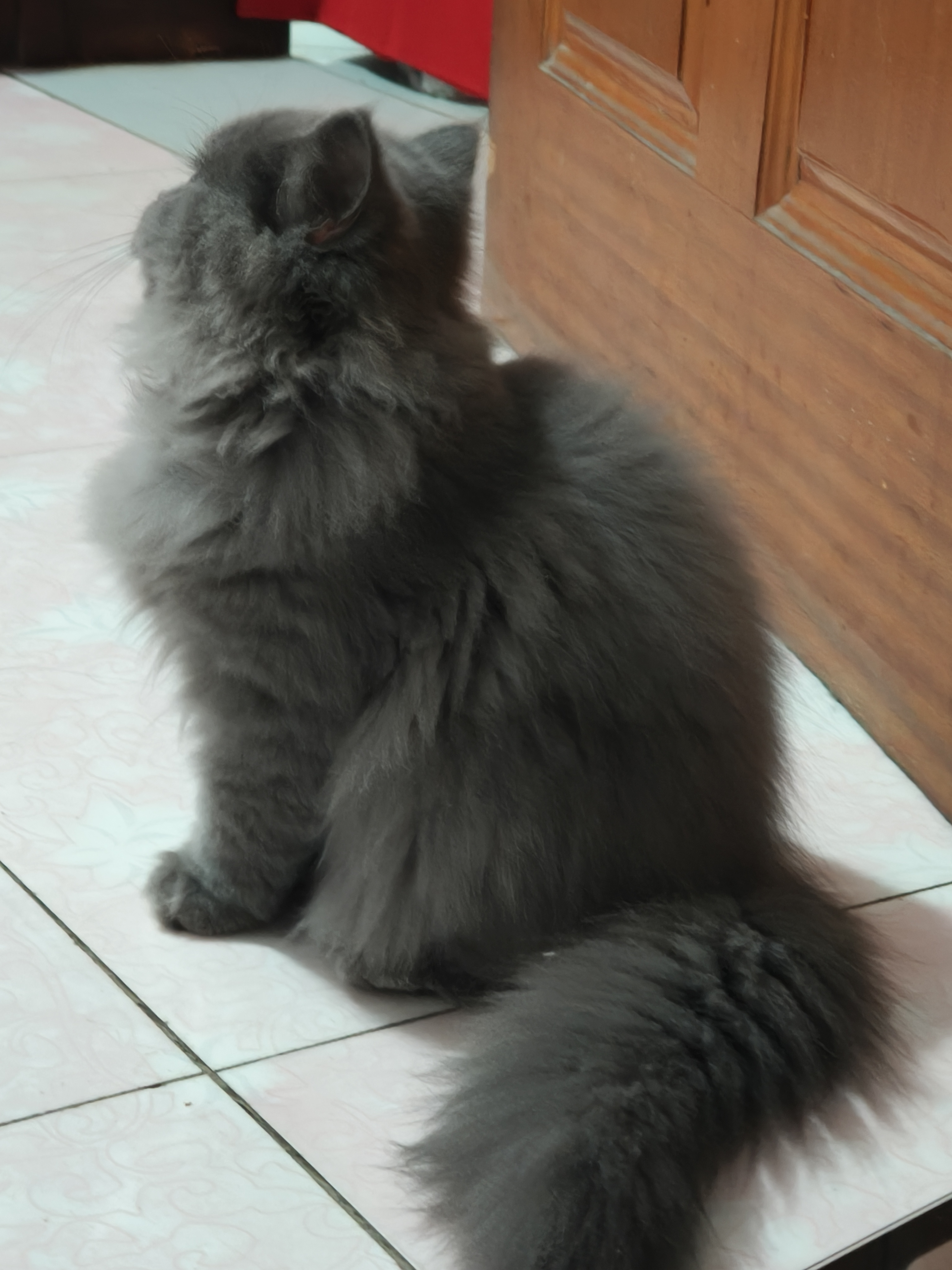 蓝猫高地妹妹，五个月喜欢的联系！